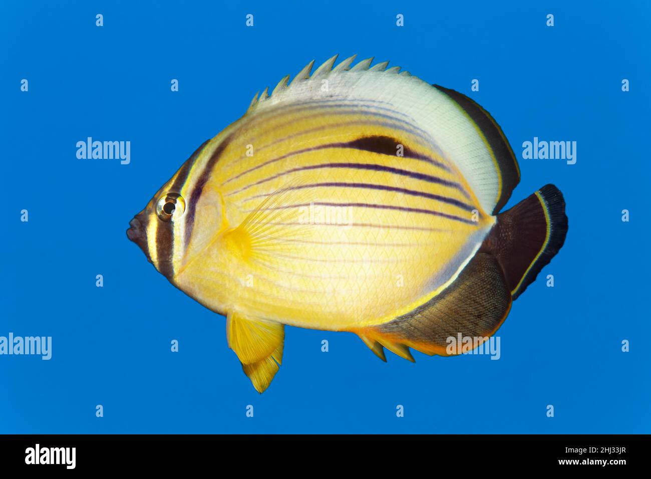 Red Sea Ripple Striped blacktail butterflyfish (Chaetodon austriacus) in blue water, Red Sea, Egypt Stock Photo