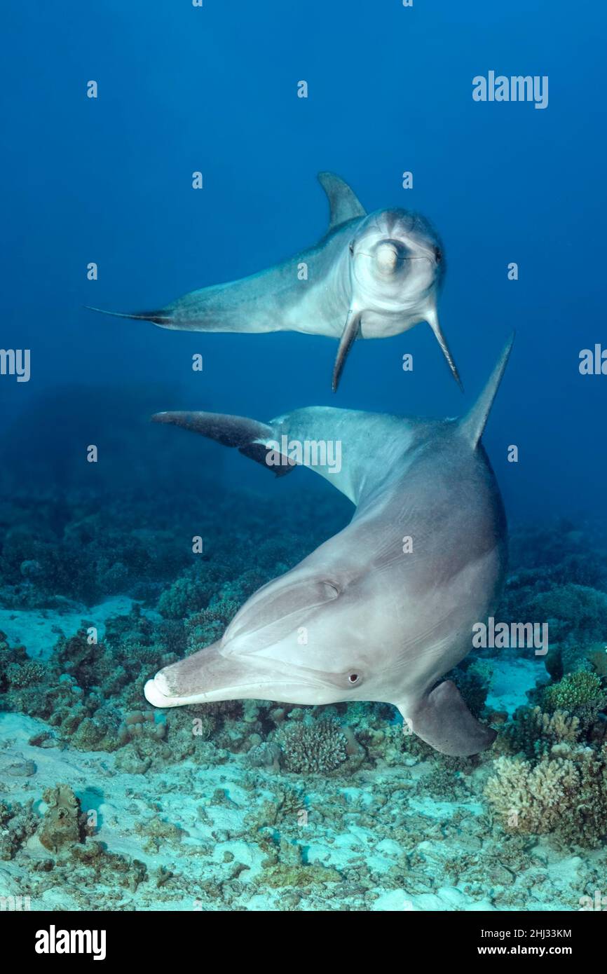 Two, bottlenose dolphin (Tursiops truncatus), female, with young, calf, coral reef, Red Sea, Egypt Stock Photo