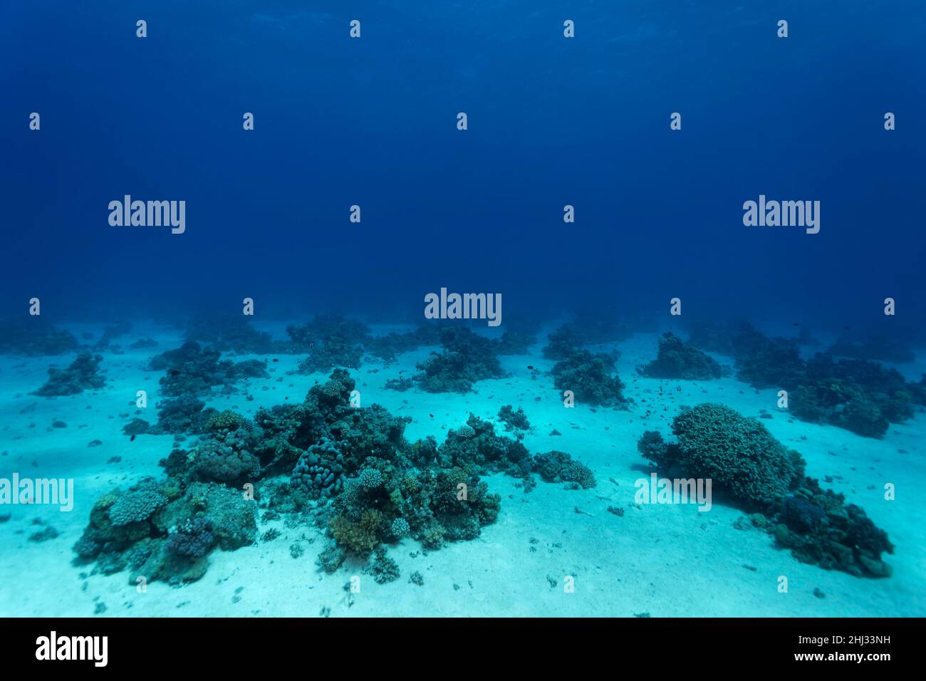 Sand bottom with small coral reefs, patch reefs, blue, Red Sea, Egypt Stock Photo