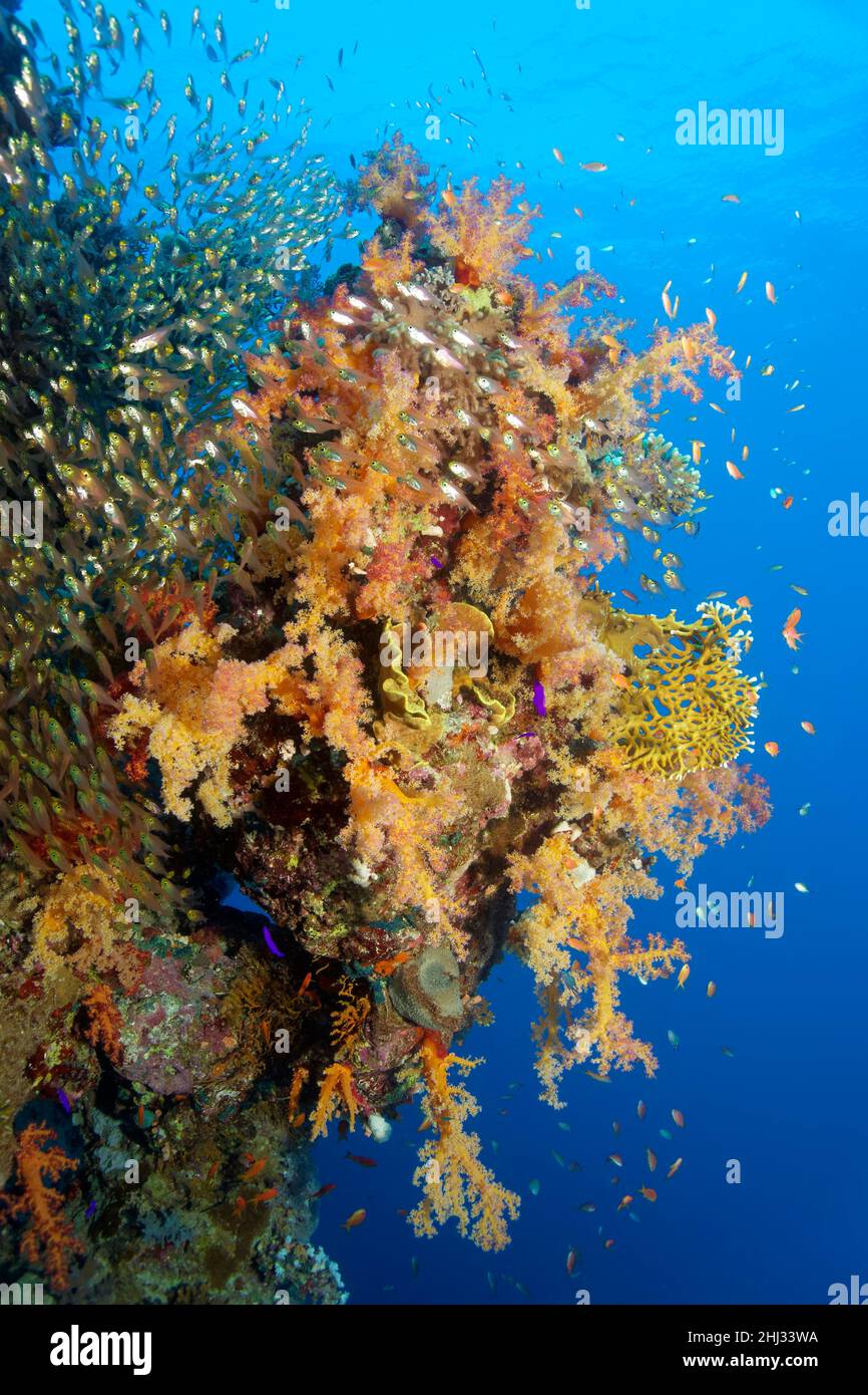 Coral wall covered with klunzinger's soft coral (Dendronephthya klunzingeri), various stony corals (Scleractinia), shoal of pigmy sweeper Stock Photo