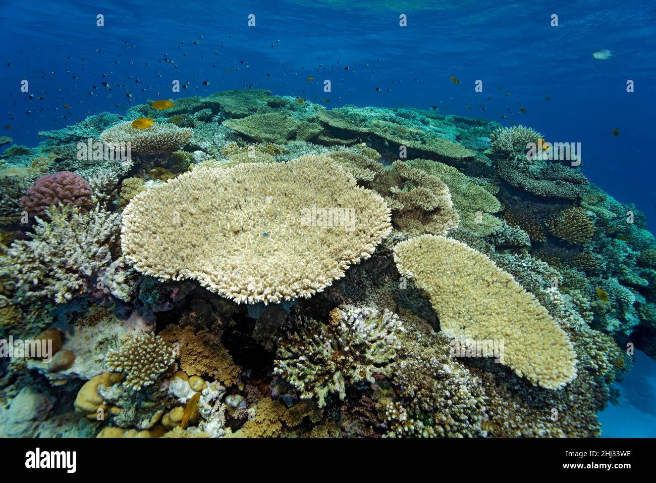 Koal reef, reef top with various Agropora acroporid coral (Acroporidae), table coral, Red Sea, Egypt Stock Photo