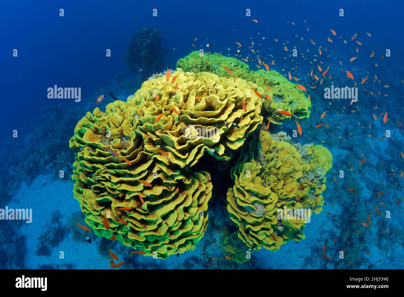 Cup Coral or Twisted Lettuce Coral (Turbinaria reniformis), yellow, red sea basslets (Pseudanthias taeniatus), Ras Muhammed National Park, Red Sea Stock Photo