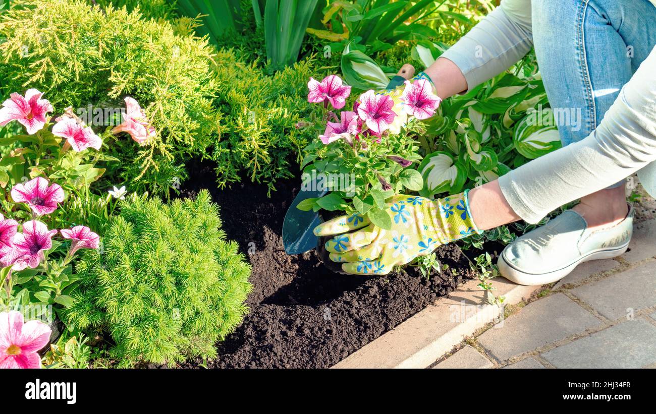 The gardener plants flowers in the soil with a shovel. Flower garden