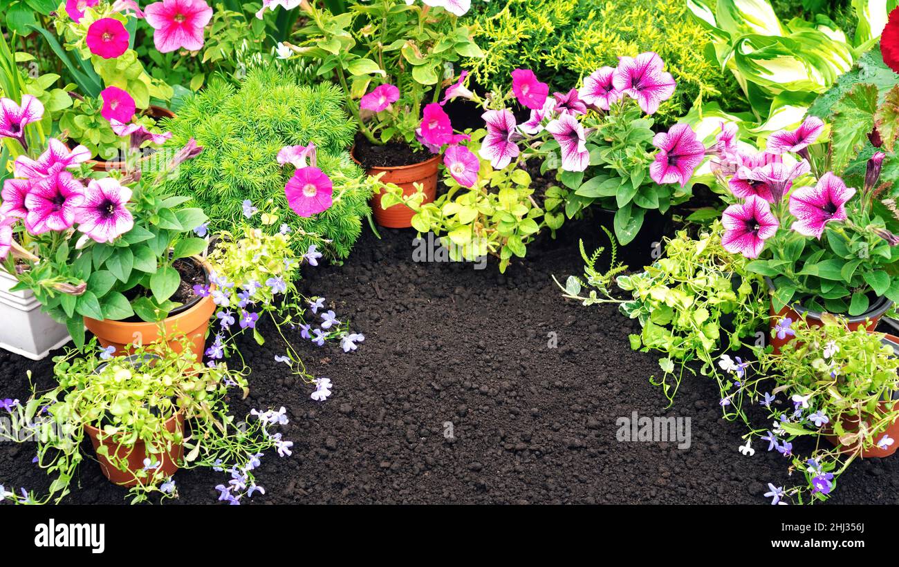 Garden banner with copy space. Blooming potted plants on black soil