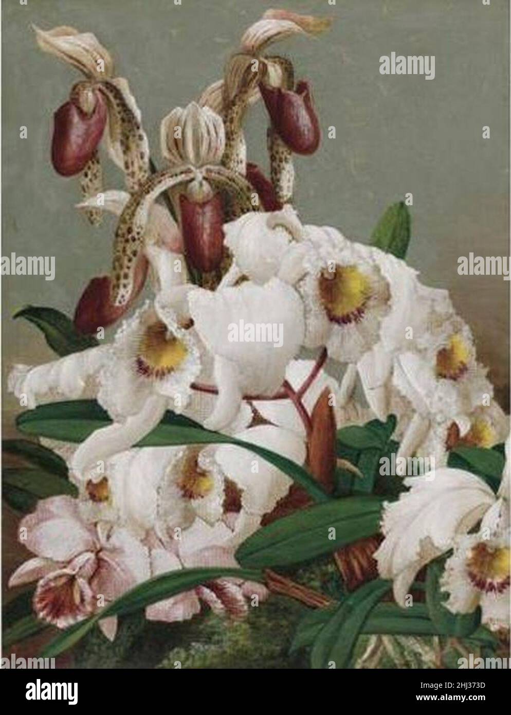 Orchids by Charles Storer, 1907, oil on canvas. Stock Photo