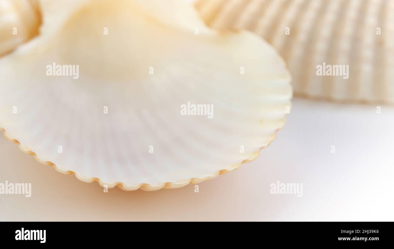 Clam shell bay scallop macro photography for cosmetic and pharmaceutical advertising podium. Seashells close up background with copy space. Stock Photo