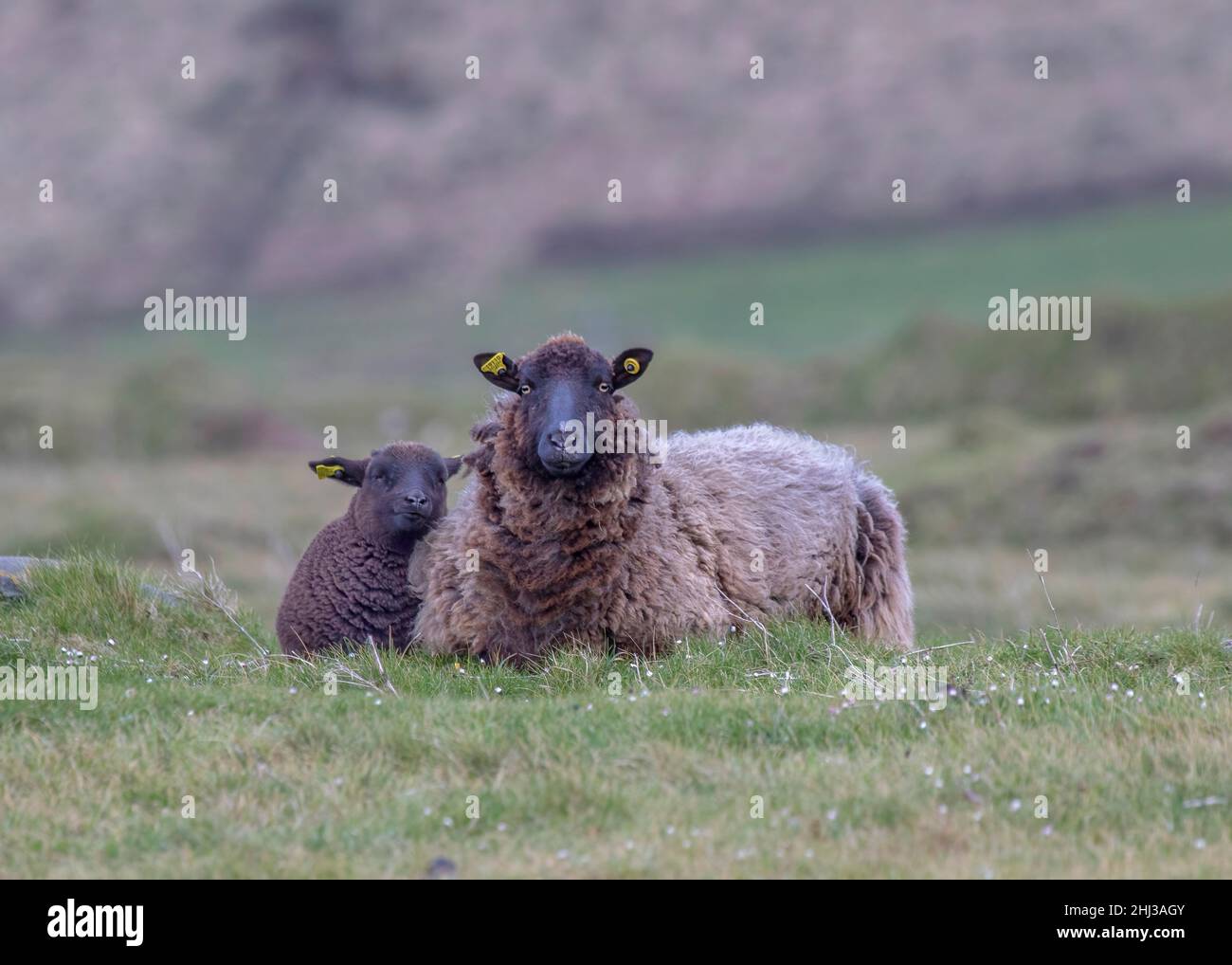 Mother and lamb Black Welsh Mountain sheep laying in a field near
