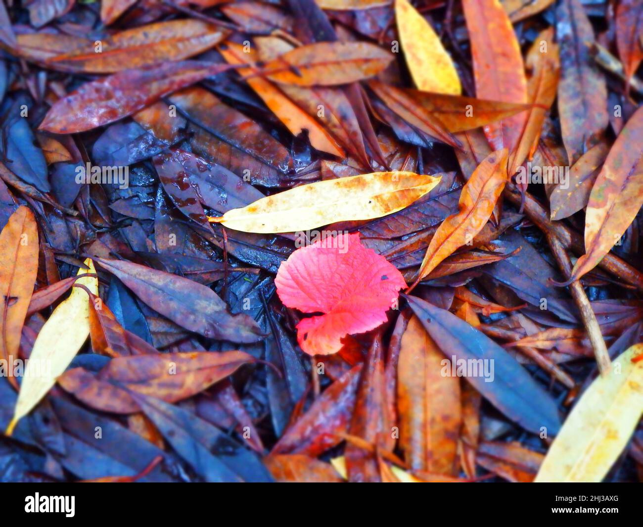 Golden leaves on floor hi-res stock photography and images - Alamy