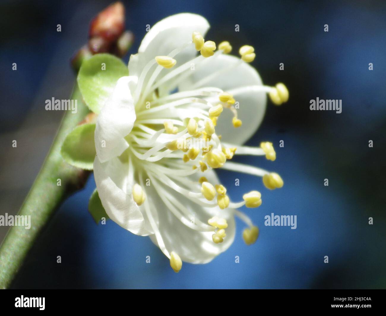 Chinese plum (Prunus mume) in blossom under the sunlight in the garden ...