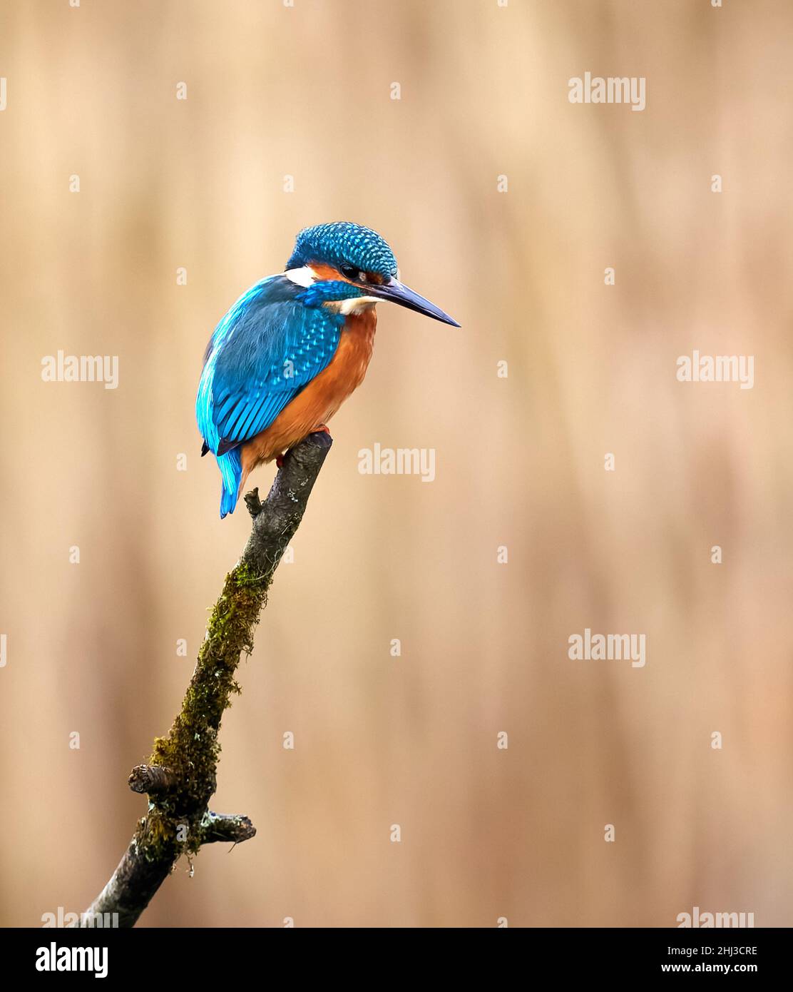 Male Kingfisher (Alcedo atthis) at Forest Farm nature reserve near Cardiff in Wales UK Stock Photo