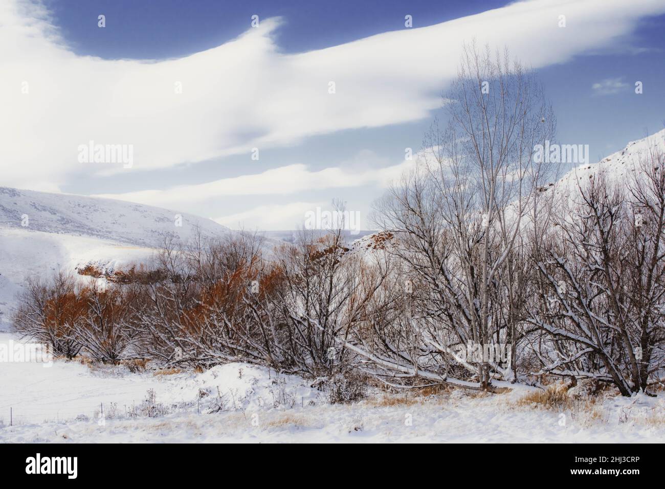 Shades of Winter Stock Photo