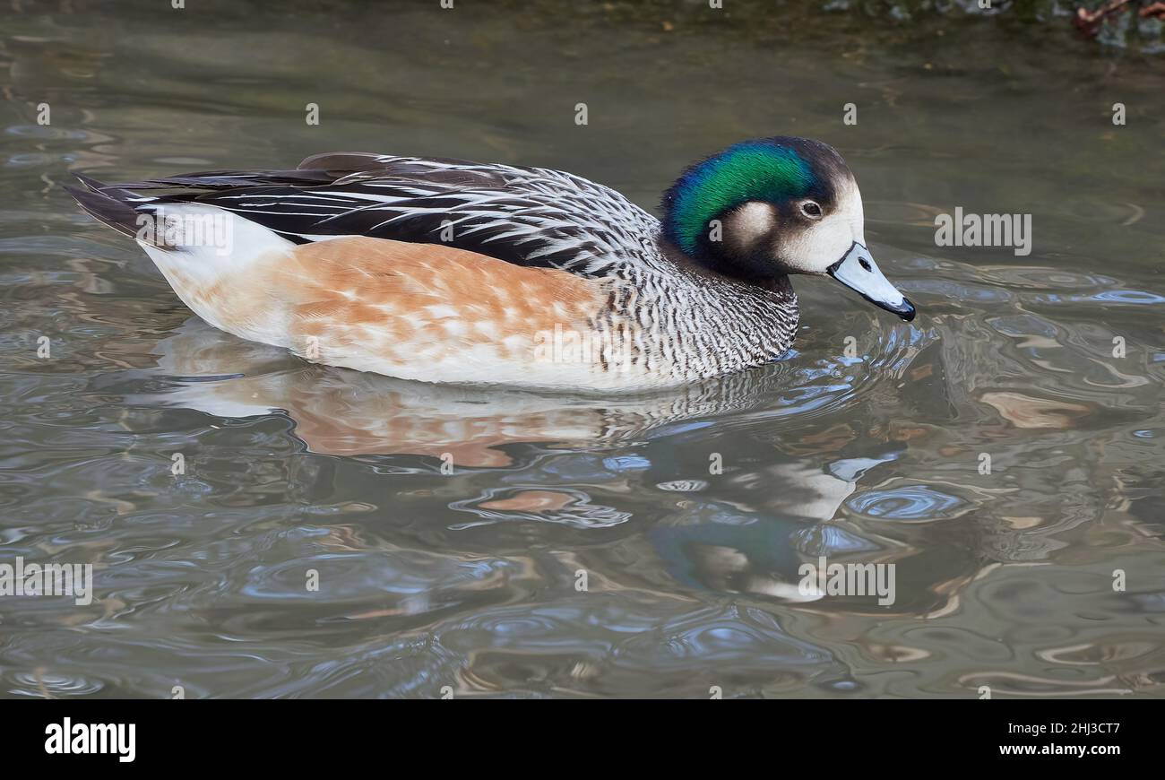 Chiloe Wigeon Anas sibilatrix drake in winter plumage - a native of South America here at Slimbridge in Gloucestershire UK Stock Photo