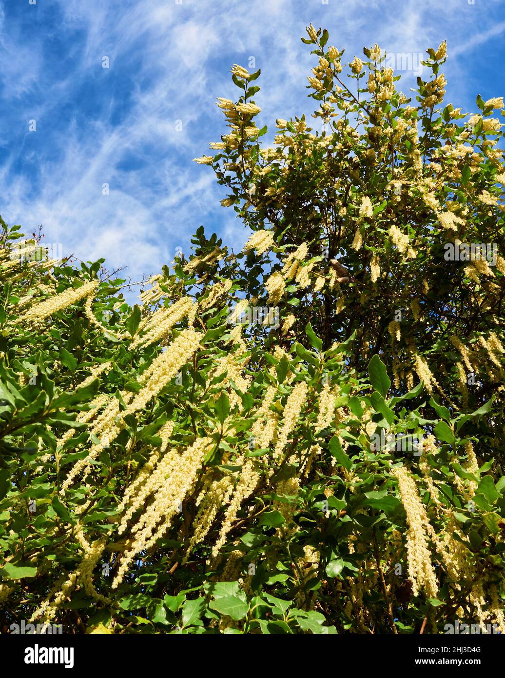 Garrya elliptica the Silk Tassel Bush in January showing long pendulous catkin like racemes that grace the winter garden - Somerset UK Stock Photo
