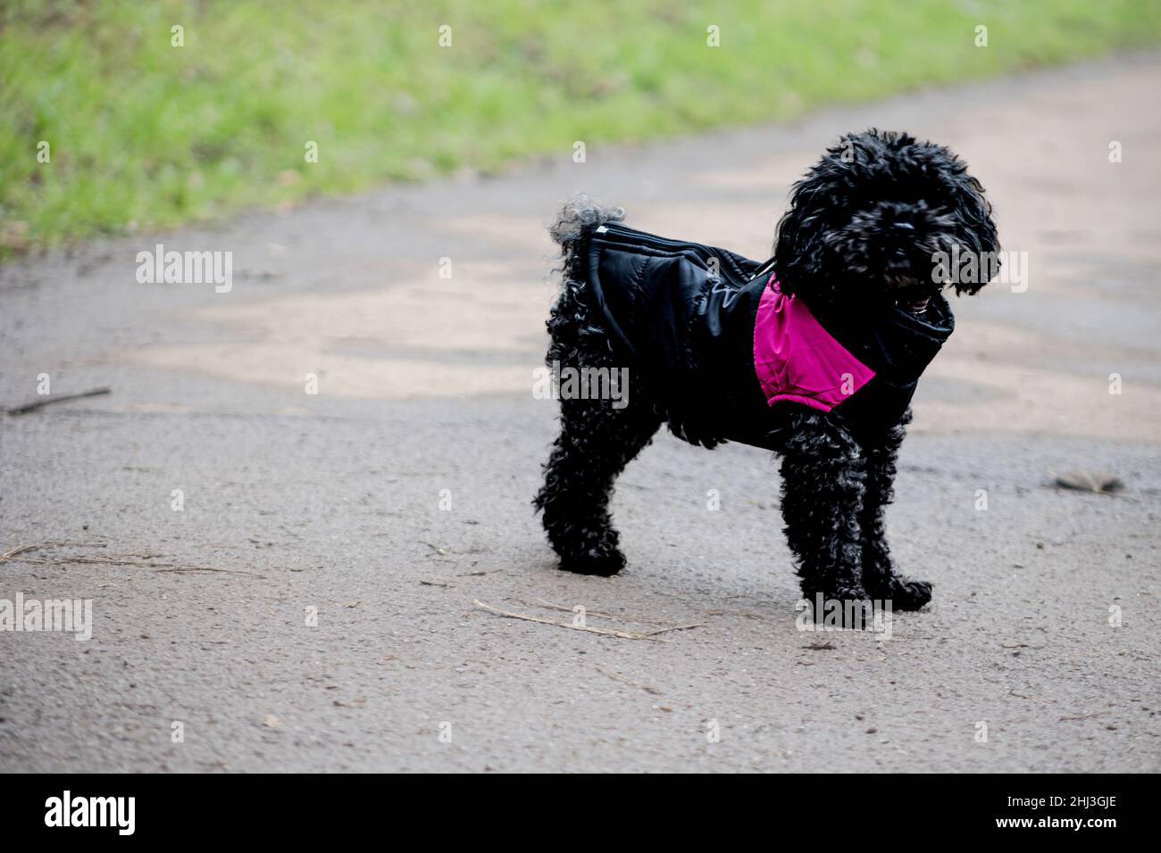 A Black Poodle like Dog. Wearing a pink and black coat whilst standing in the cold at snuff Mills, Bristol England Stock Photo