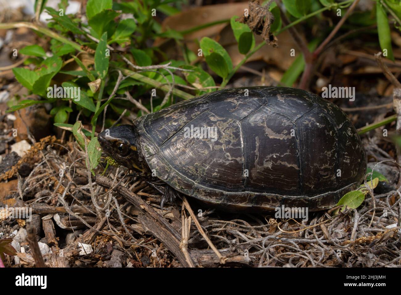 Mississippi Mud Turtle (Kinosternon subrubrum hippocrepis) from ...