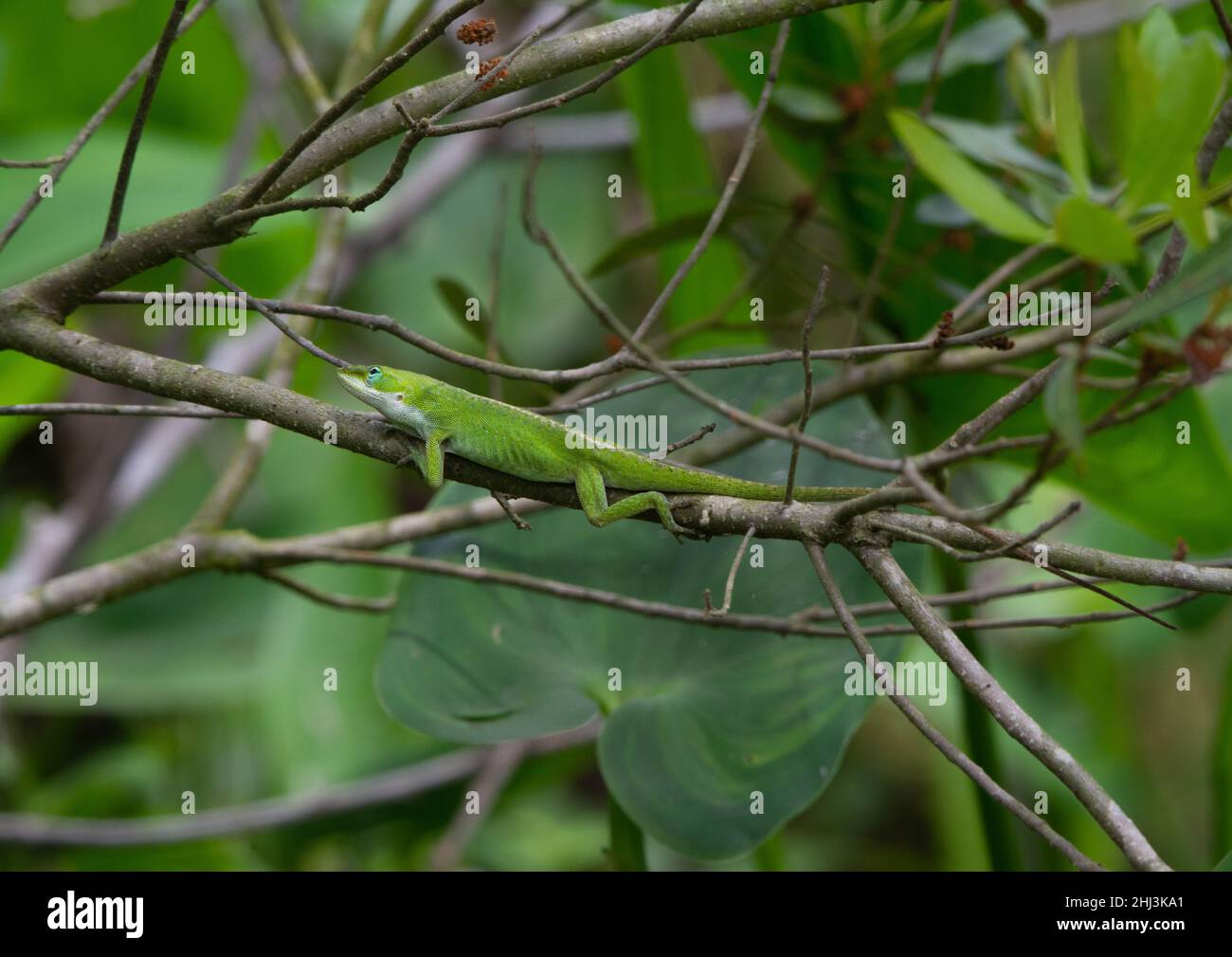 Green Anole (Anolis carolinensis) from Jefferson Parish, Louisiana, USA ...