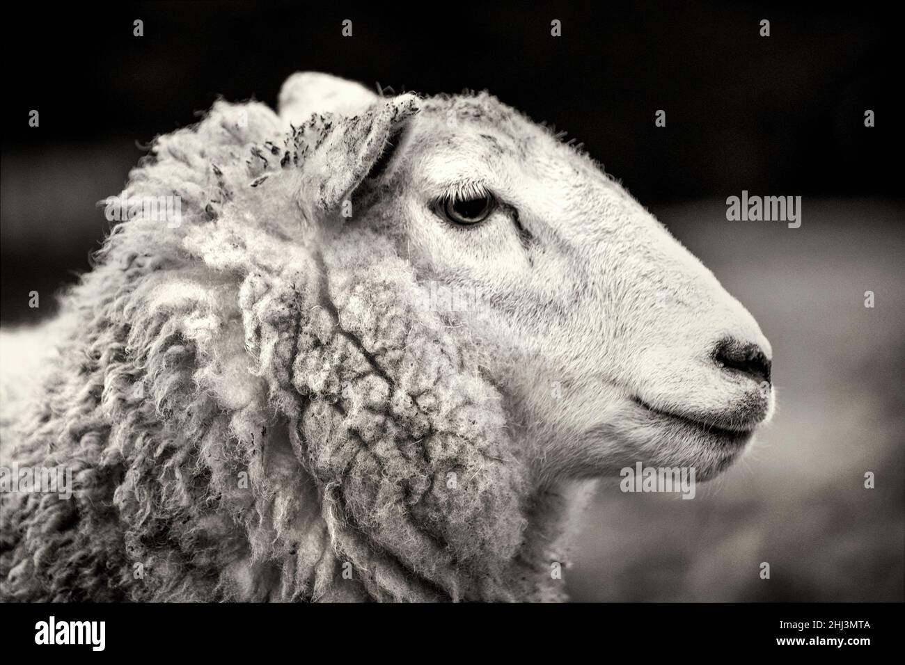 Close-up of sheep, photographed in northern Scotland. Stock Photo