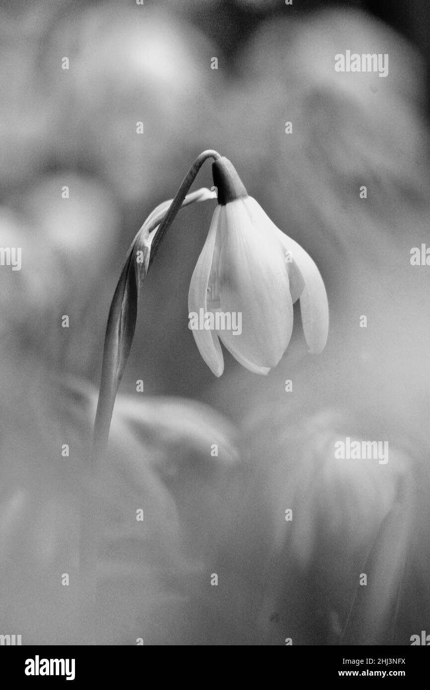 Low sunlit Black and White Stock Photos & Images - Alamy