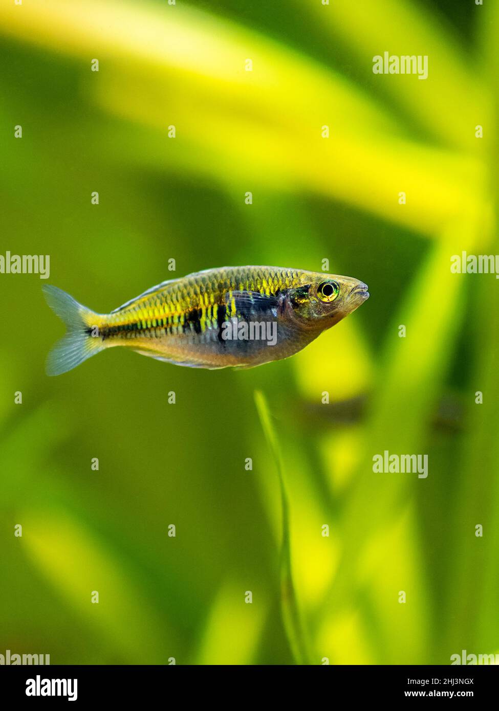 close up of a Boeseman's rainbowfish (Melanotaenia boesemani) isolated on a fish tank with blurred background Stock Photo