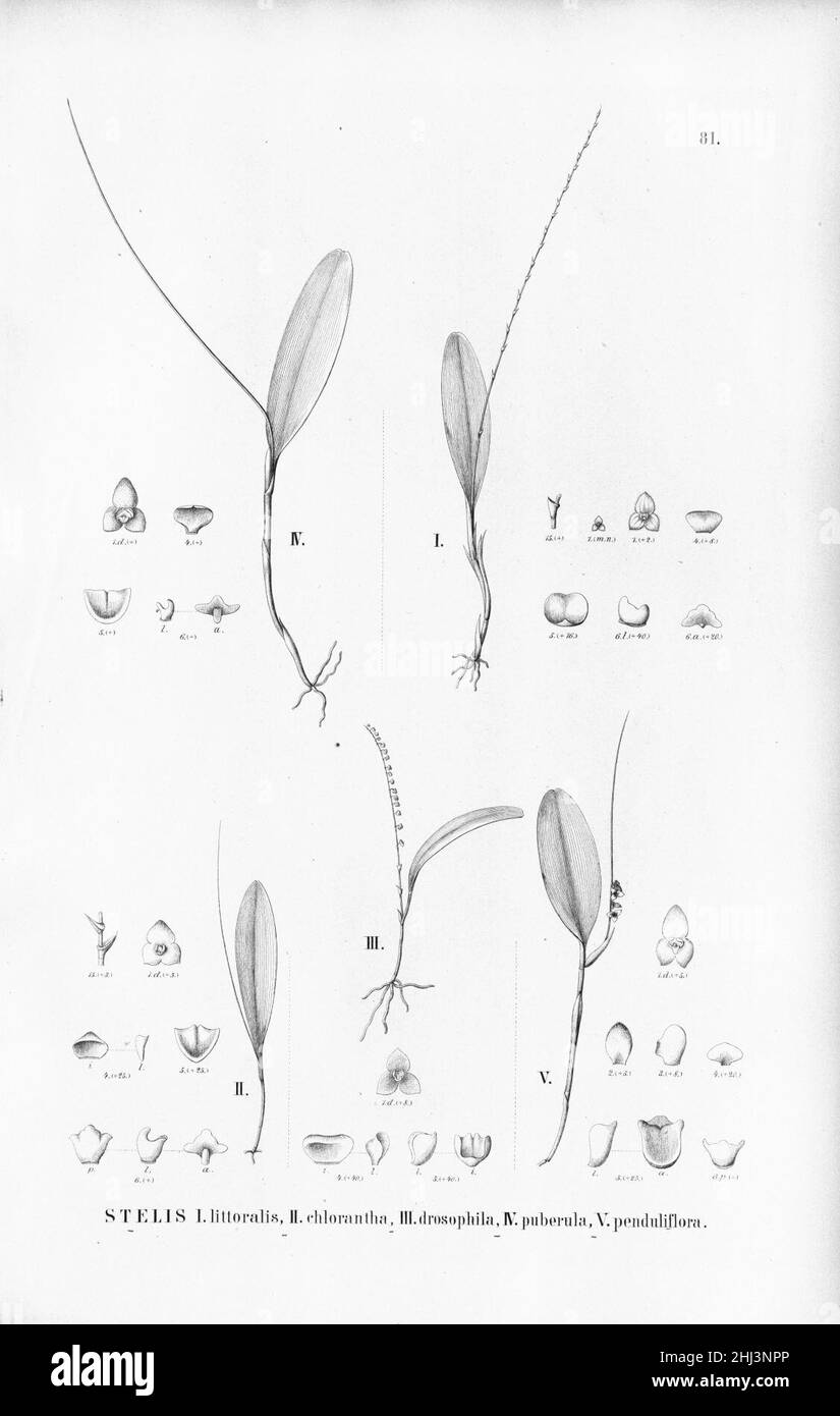 Stelis argentata (as S. littoralis)-S. chlorantha-S. intermedia (as S. drosophila)-Stelis papaquerensis (as S. puberula and S. penduliflora) - Fl.Br. 3-4-81. Stock Photo