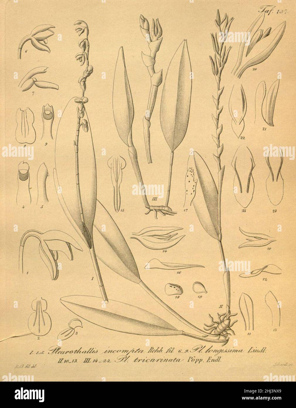 Stelis quadrifida (as Pleurothallis incompta and Pleurothallis longissima)-Acianthera tricarinata (as Pleurothallis tricarinata)-Xenia 2-137 (1874). Stock Photo