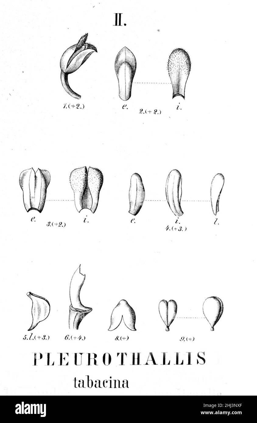 Stelis tabacina (as Pleurothallis tabacina) - cutout from Fl.Br.3-4-102 - fig. II. Stock Photo