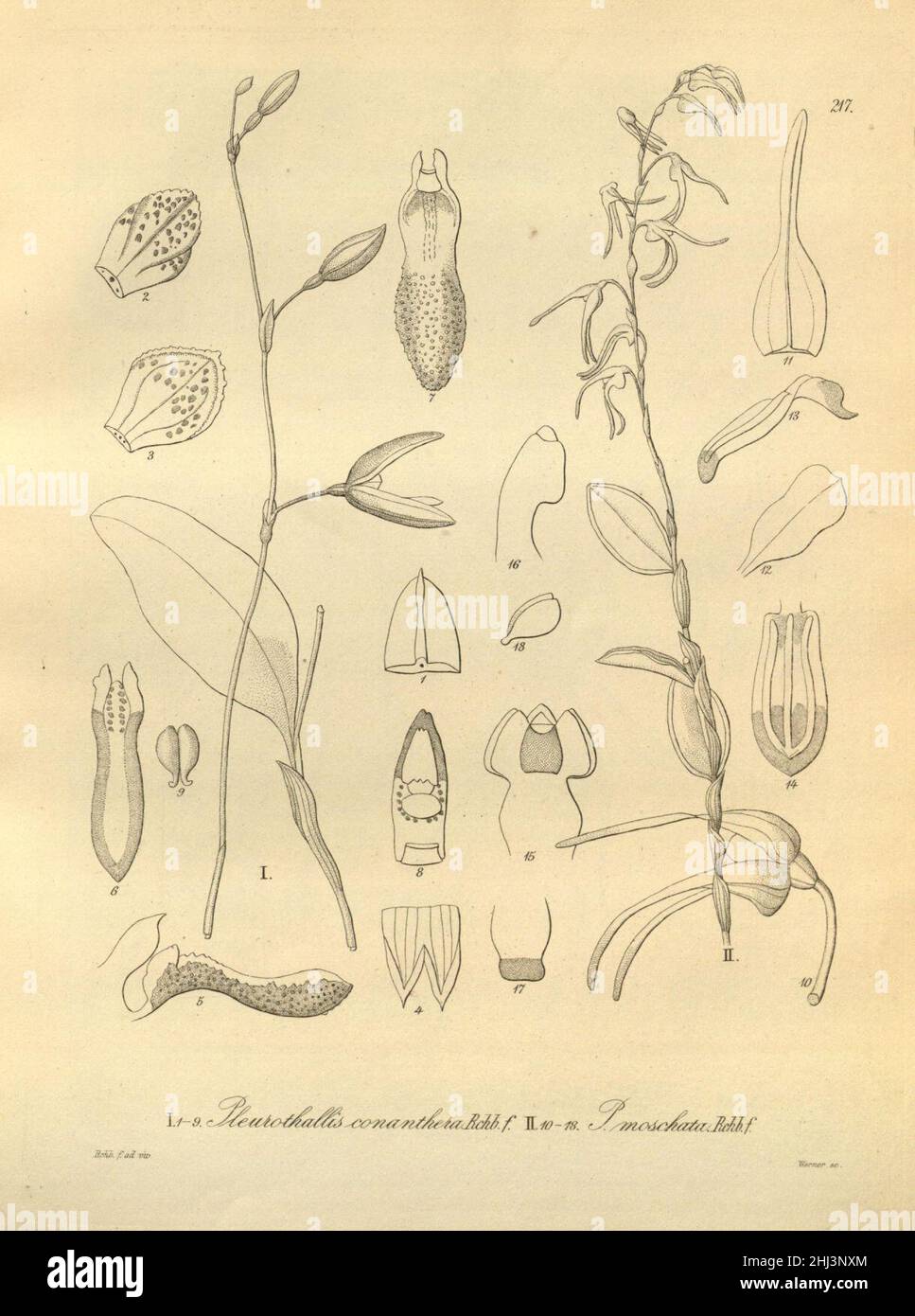 Stelis pachyglossa (as Pleurothallis conanthera) - Trichosalpinx arbuscula (as Pleurothallis moschata) - Xenia 3 pl 217. Stock Photo