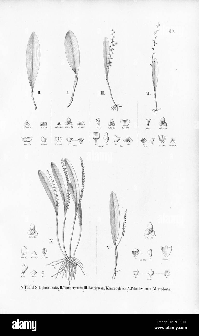Stelis plurispicata (as S. papaquerensis)-S. argentata (as S. yauaperyensis)-S. aprica (as S. rodriguesii and as S. microglossa)-S. palmeiraensis-S. modesta - Fl.Br. 3-4-80. Stock Photo