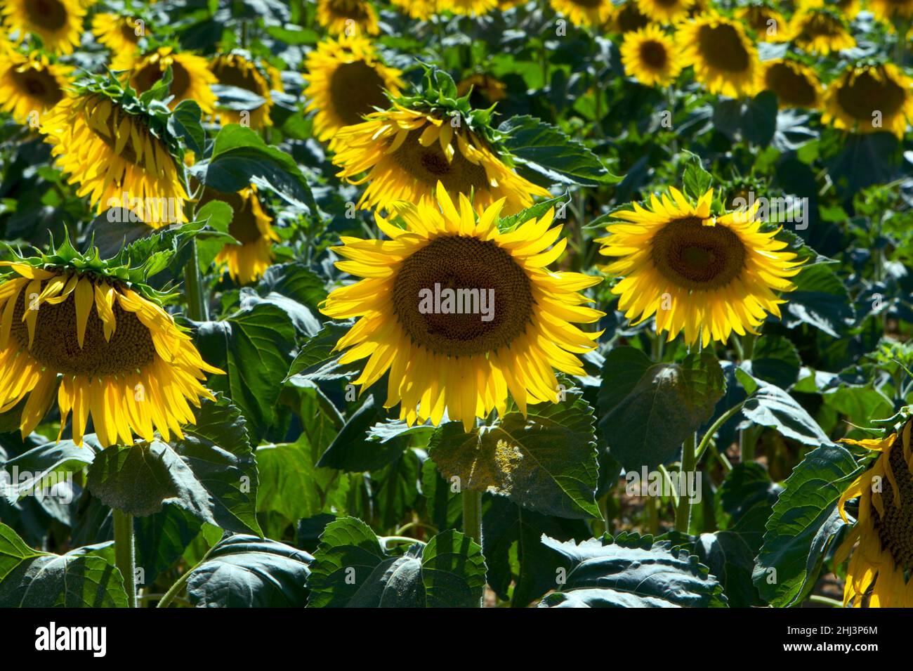 Sunflower fields in Tuscany endless flowers in a blue sky, showing