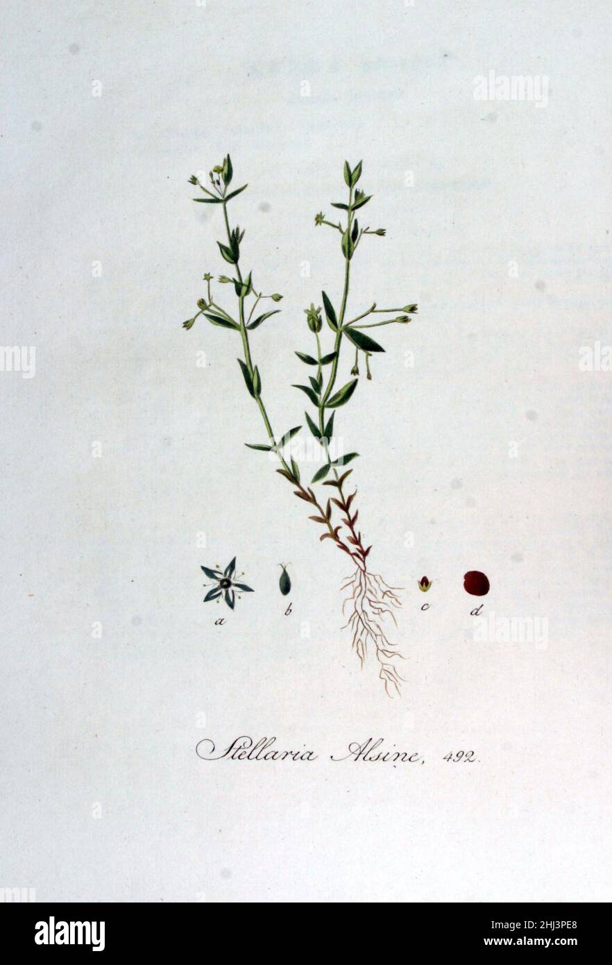 Stellaria alsine — Flora Batava — Volume v7. Stock Photo