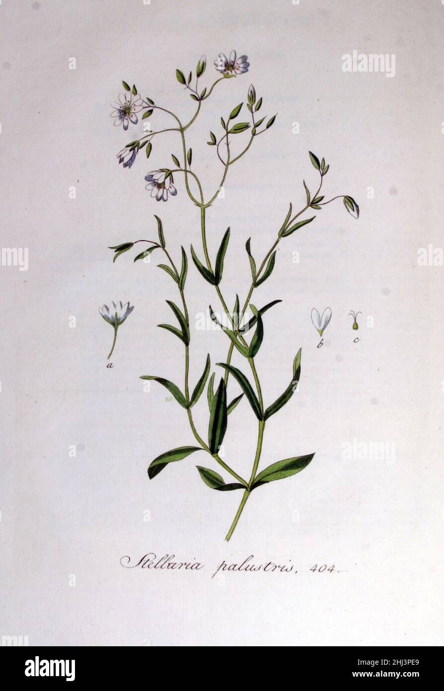 Stellaria palustris — Flora Batava — Volume v6. Stock Photo
