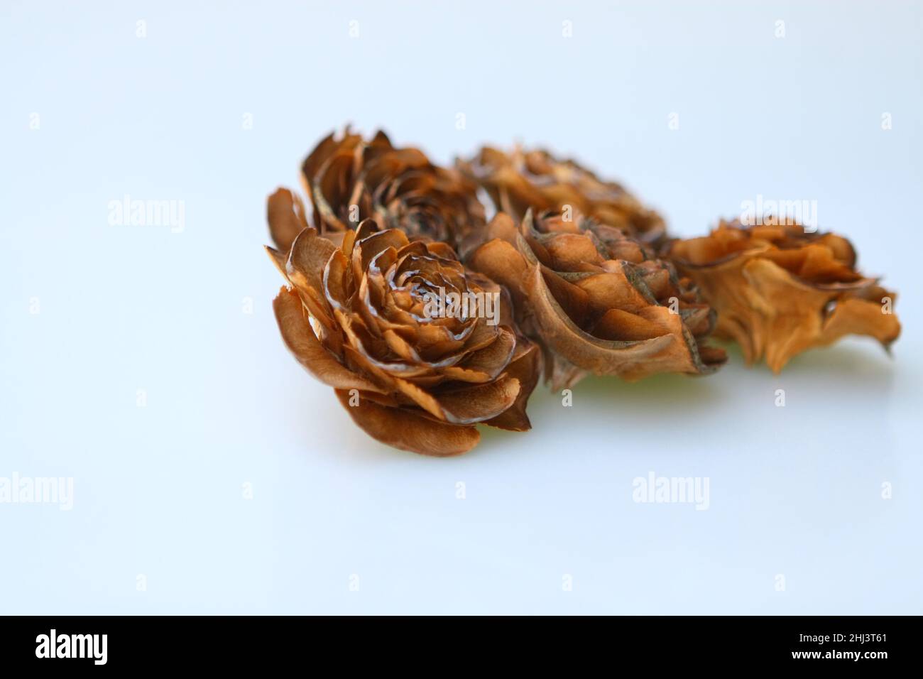 Wood rose, shot on pure white background, easily cut out and added to anthing Stock Photo