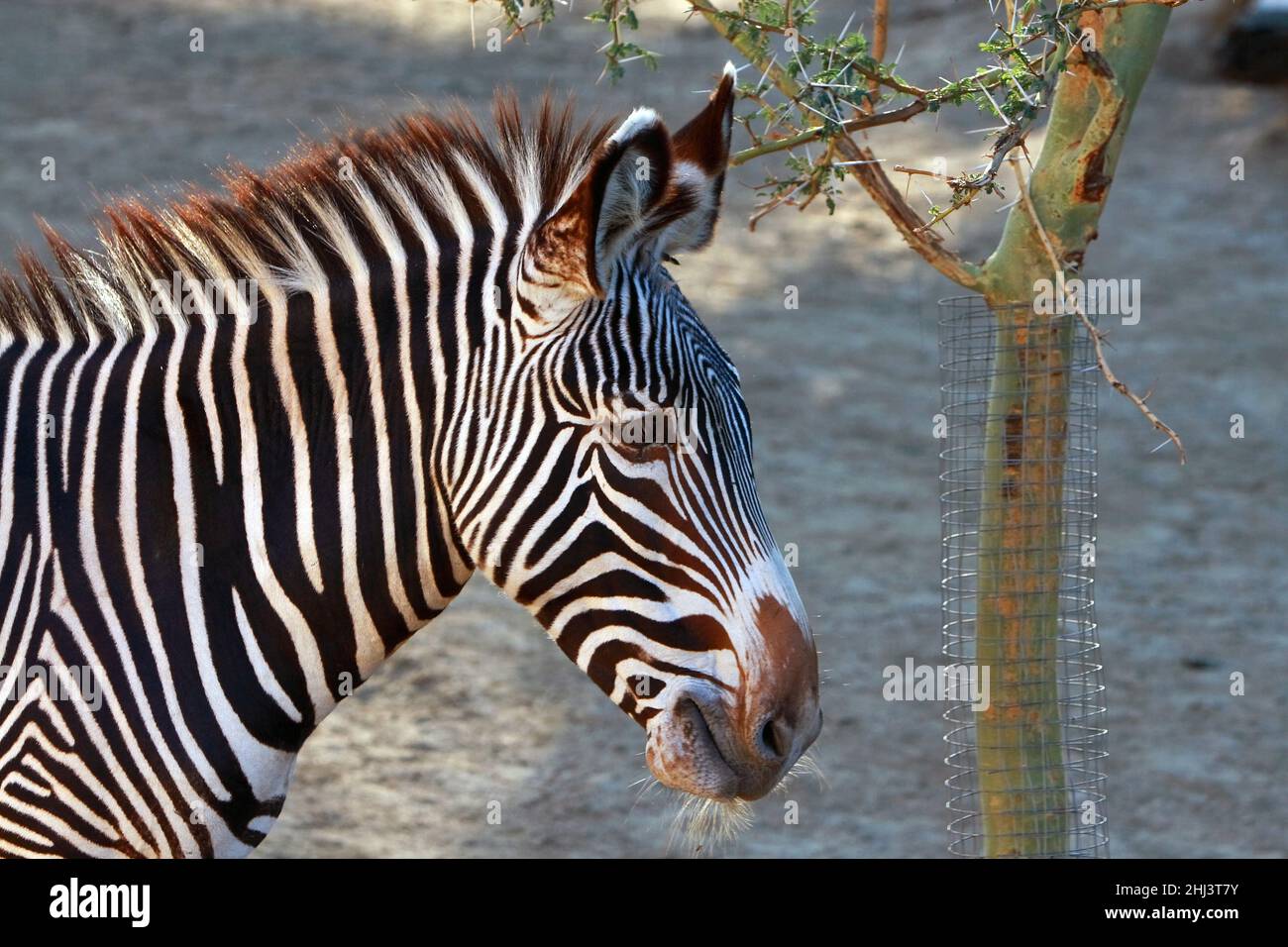 Cool Zebra in a protected area, animals of Africa. Zoo animals, animals with coarse hair. Stock Photo