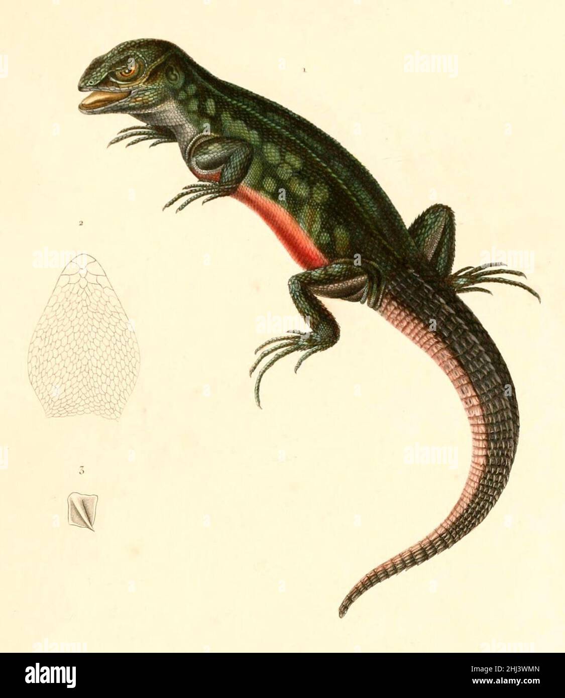 Stenocercus roseiventris 1847. Stock Photo