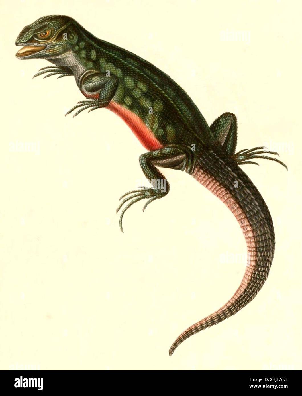 Stenocercus roseiventris 1847 - cropping. Stock Photo