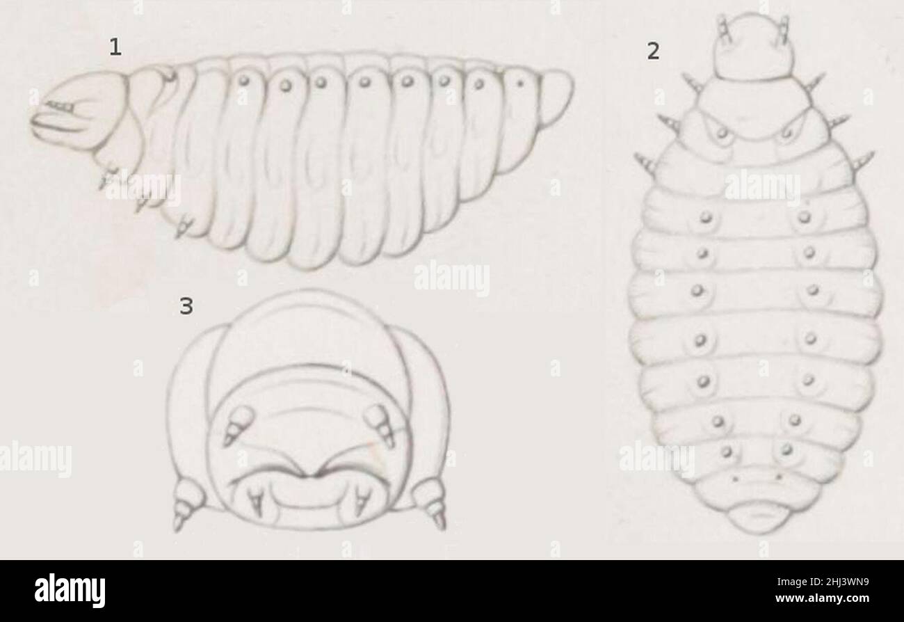 Stenoria analis larva - second instar (Mayet, 1874). Stock Photo