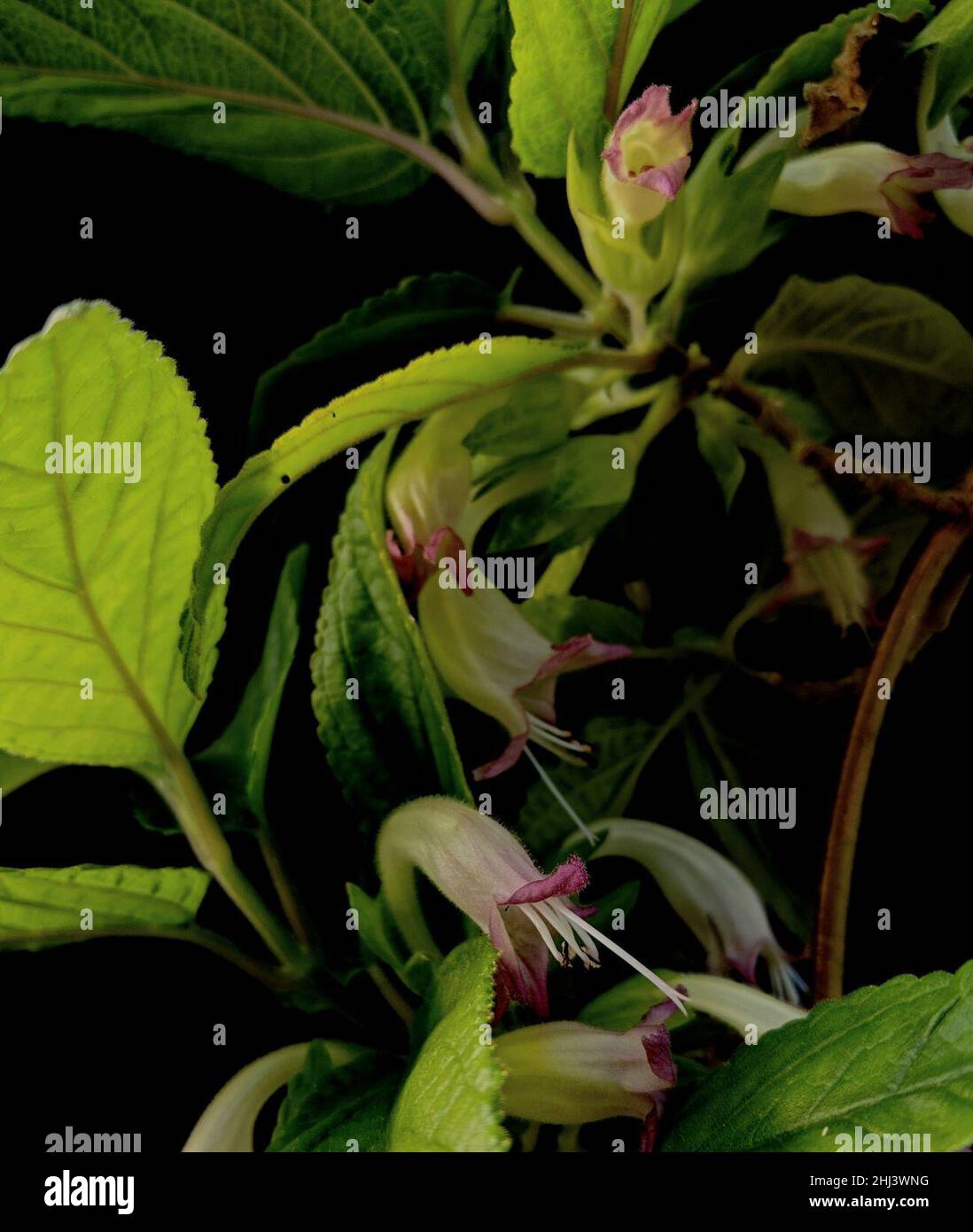 Stenogyne-kanehoana flowers and leaves, taken in March 2019 at the greenhouse of the Oahu Army Natural Resources Program. Stock Photo