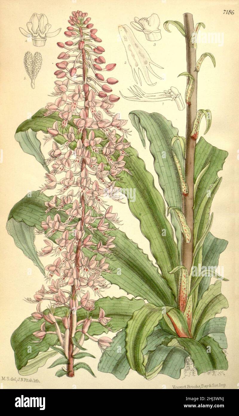 Stenoglottis longifolia - Curtis' 117 (Ser. 3 no. 47) pl 7186 (1891). Stock Photo