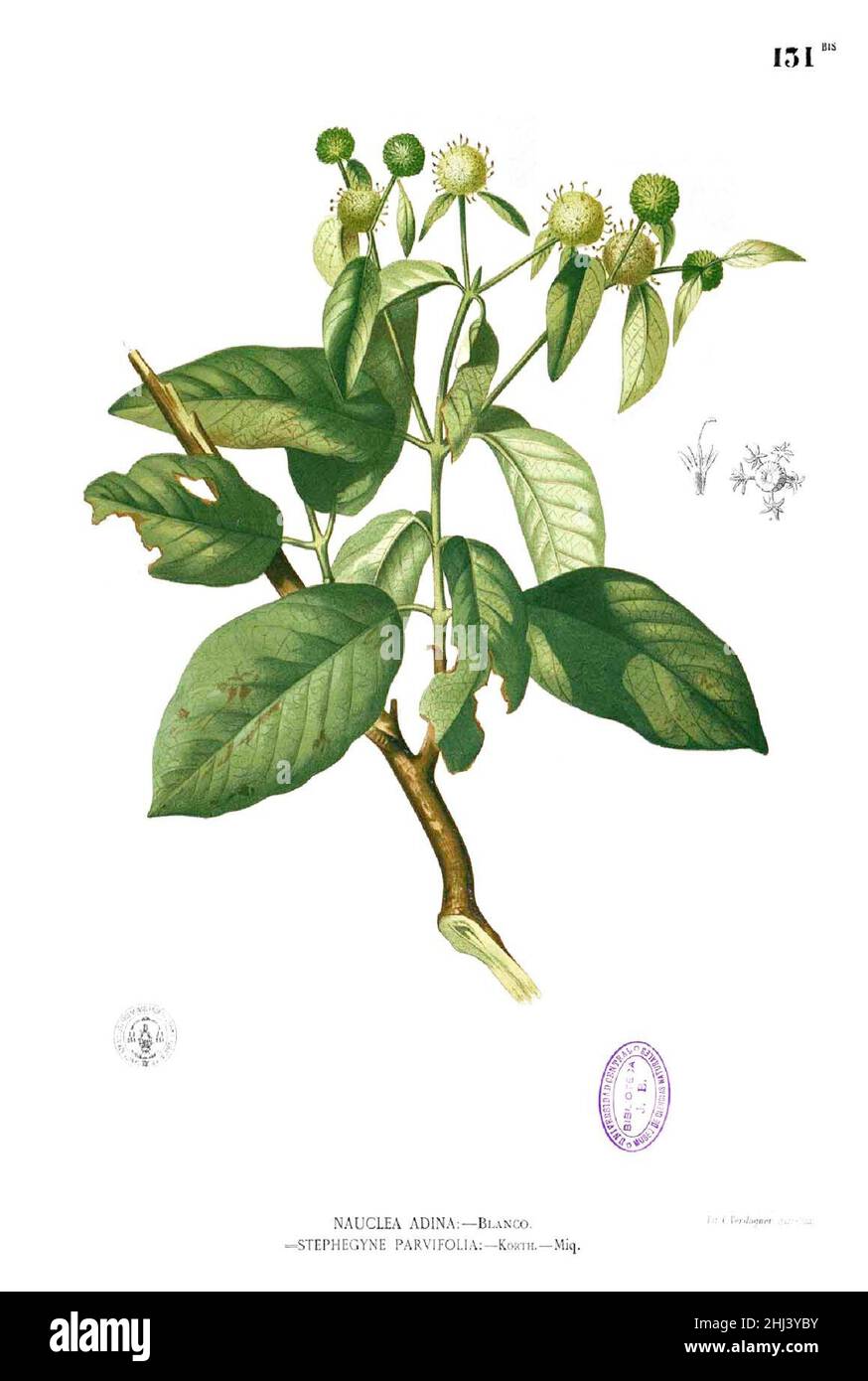 Stephegyne diversifolia Blanco1.131b. Stock Photo