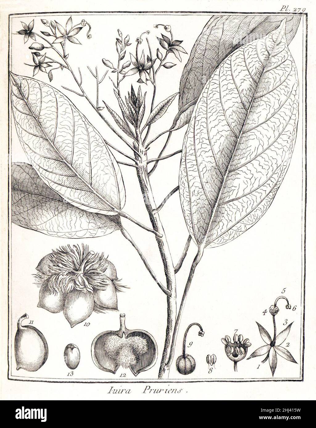 Sterculia pruriens (Malvaceae). Stock Photo