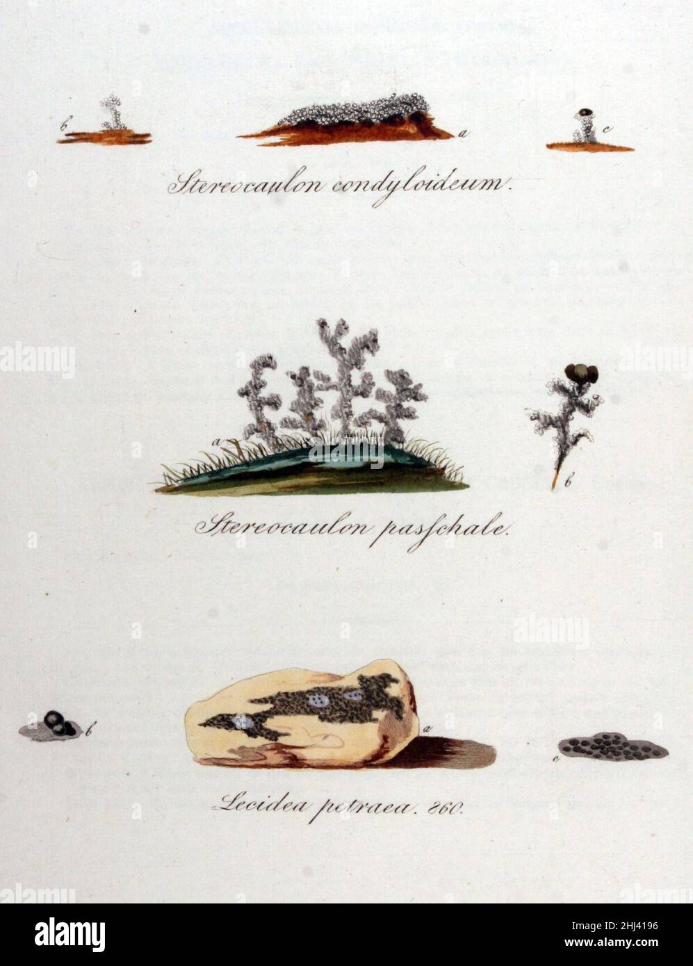 Stereocaulon condyloideum — Flora Batava — Volume v11. Stock Photo