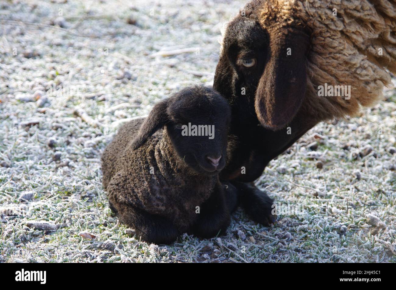 Adorable scene of a baby lamb with the mother sheep Stock Photo - Alamy
