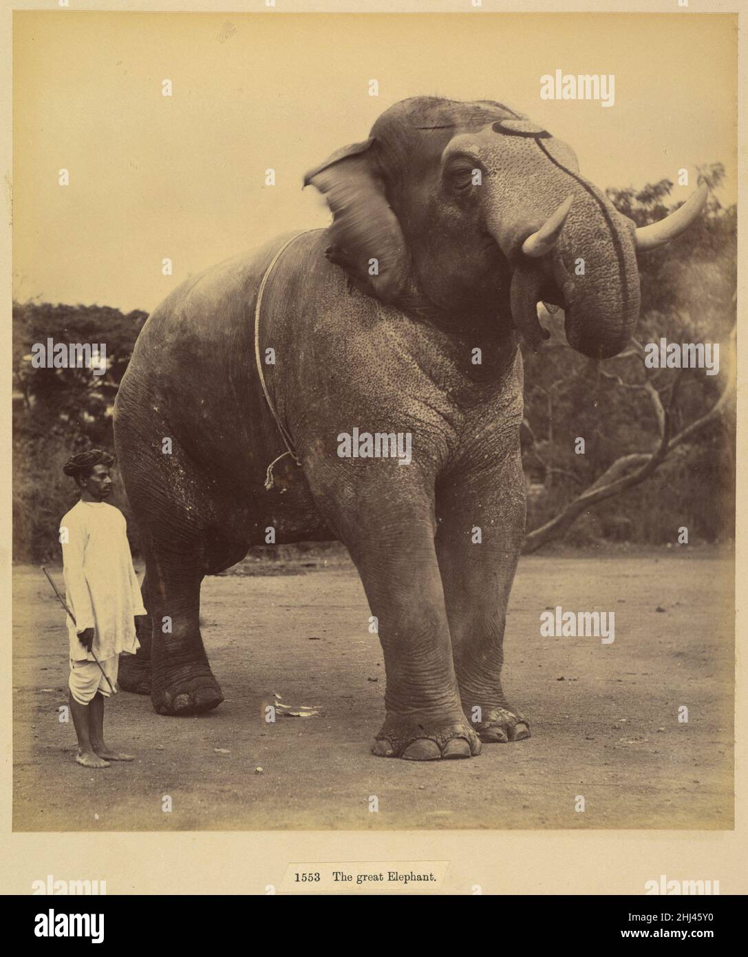 The Great Elephant 1885–1900 Lala Deen Dayal Indian. The Great Elephant. Lala Deen Dayal (Indian, Sardhana 1844–1905). 1885–1900. Albumen silver print from glass negative. Photographs Stock Photo