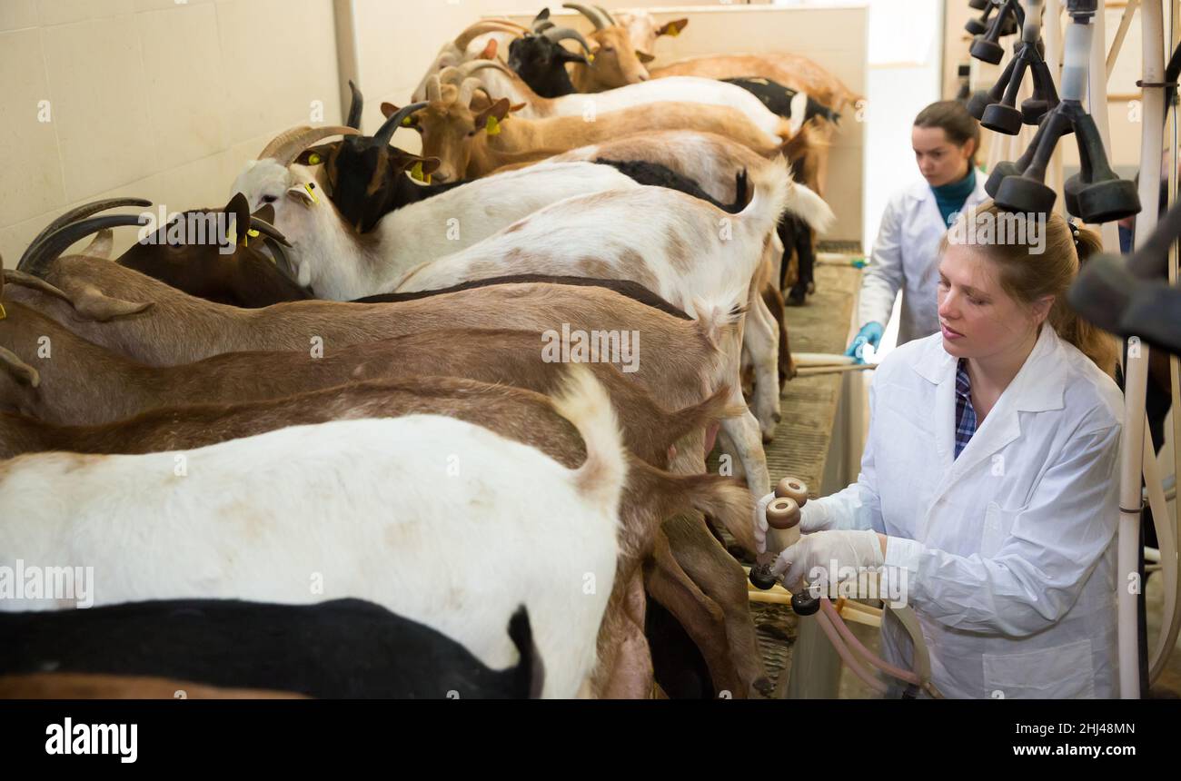 Two women milking goats Stock Photo