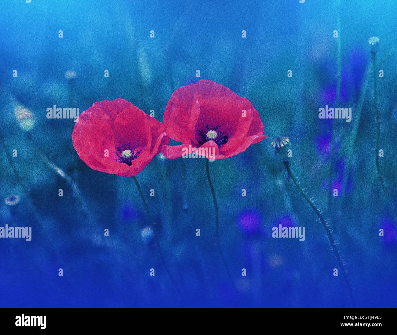 Beautiful Macro Photo.Red Poppy Flower.Floral Art Design.Close up Photography.Conceptual Abstract Image.Blue Nature Background.Fantasy Art.Poppies. Stock Photo