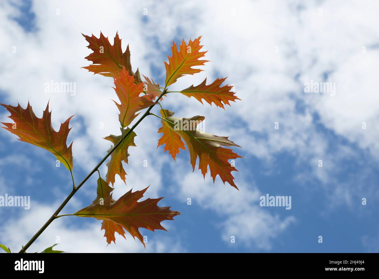 Leaves and branches of an American oak. Tree and blue sky with white ...