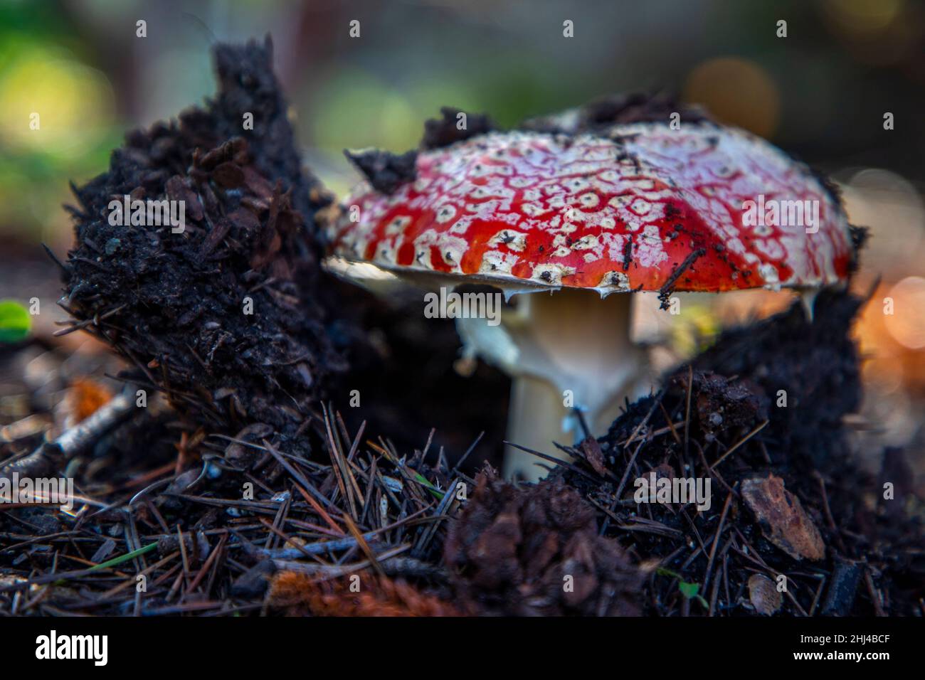 Fly Agaric Mushroom growing underneath a tree after heavy rains. Stock Photo