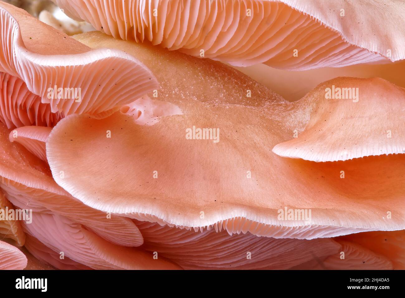 Close up view of pink oyster mushrooms (Pleurotus Parsonsiae) are native to Aotearoa New Zealand. Stock Photo