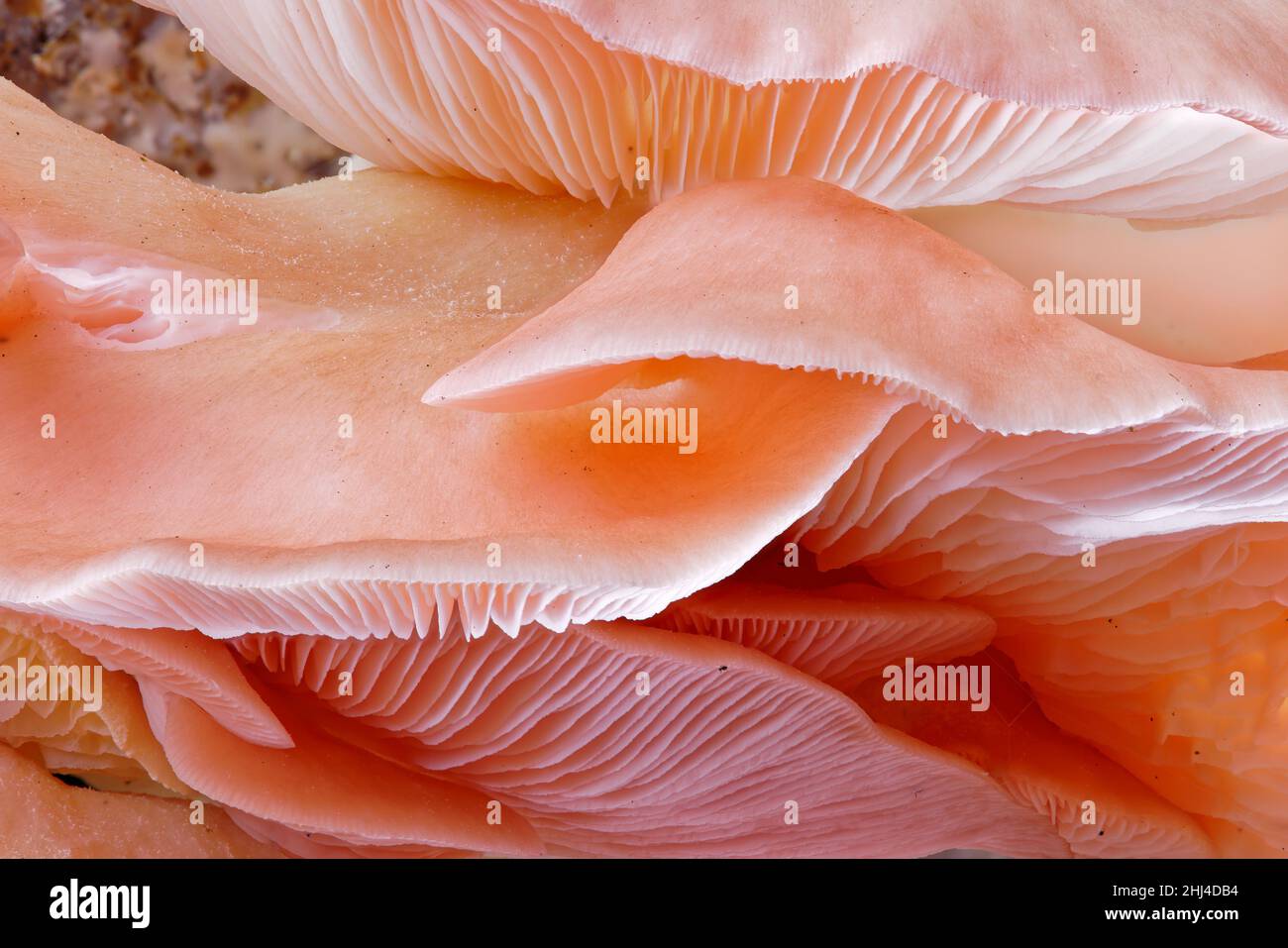Close up view of pink oyster mushrooms (Pleurotus Parsonsiae) are native to Aotearoa New Zealand. Stock Photo