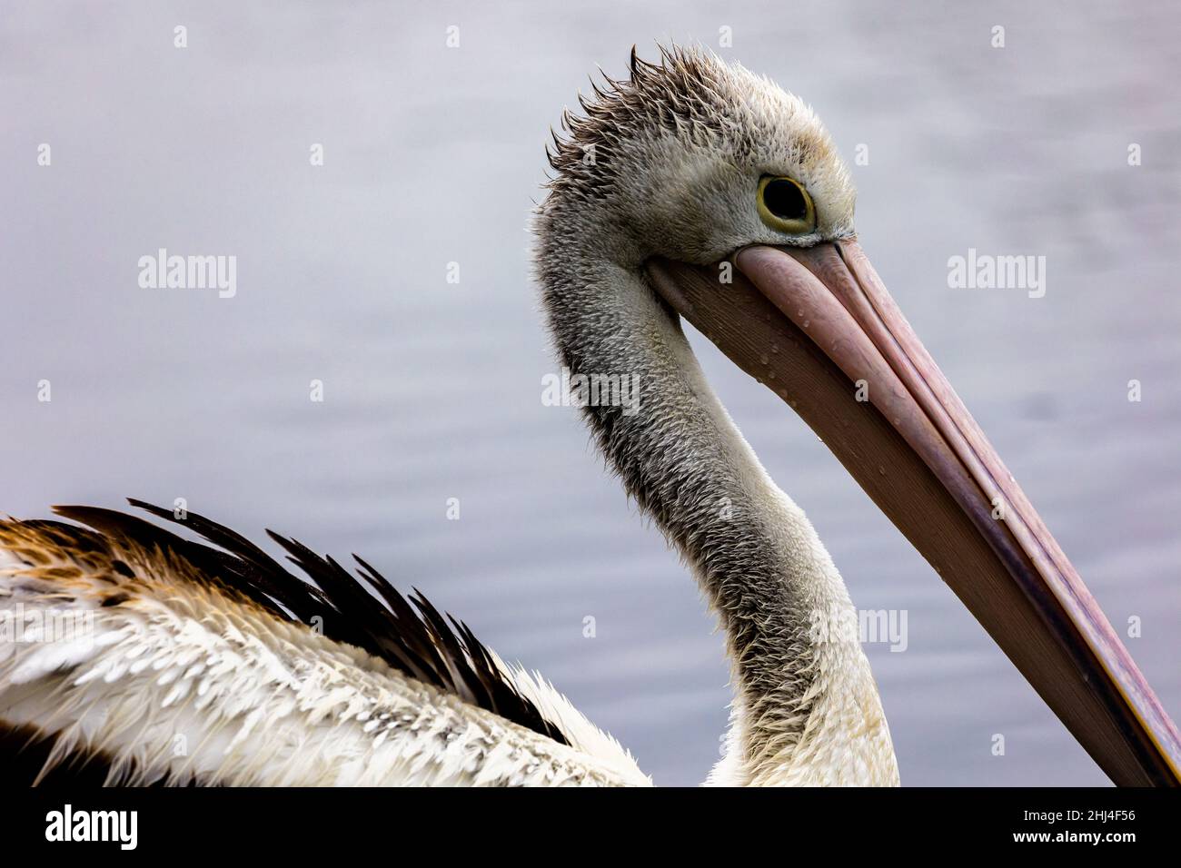 Macro shot of a pelican at the Wallaga lake in NSW, Australia Stock Photo